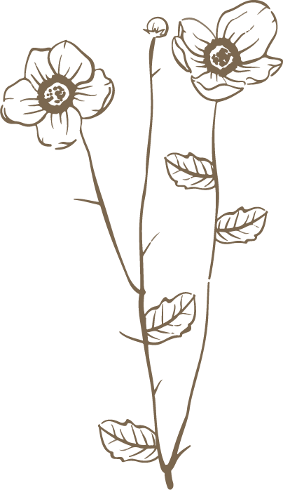 Illustration de fleurs marron pour représenter le coté naturel et proche des plantes de la naturopathie